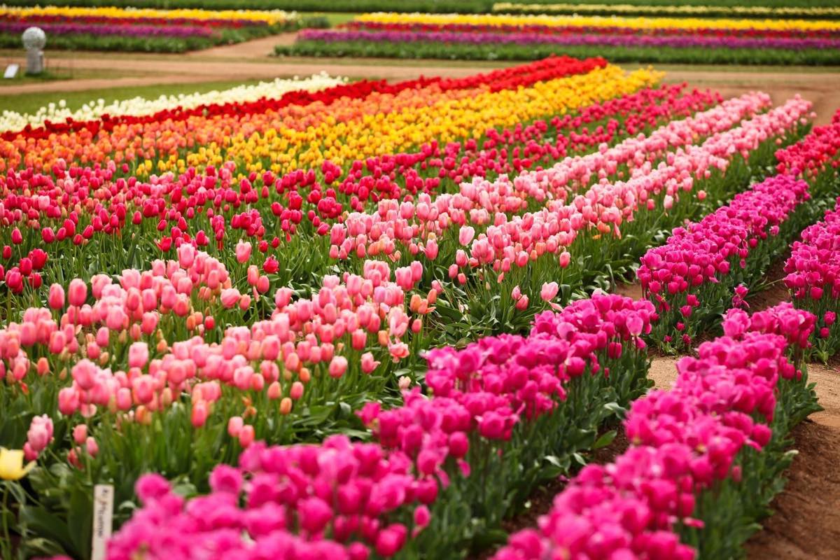 Rows of pink, red and yellow tulips in bloom at the Tesselaar Tulip Festival near Melbourne